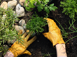 Horticulture