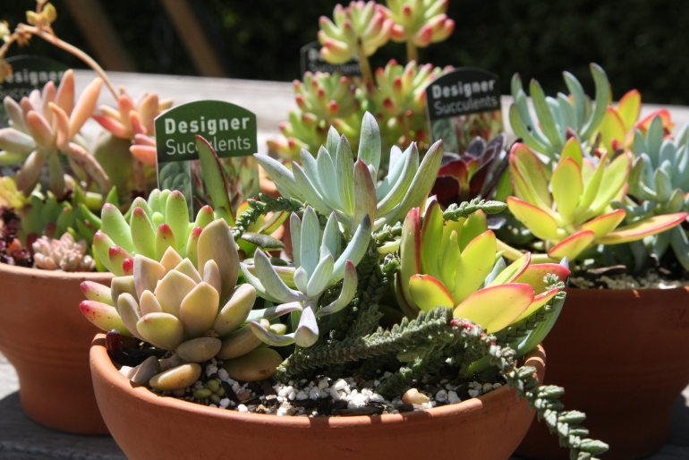 CIT_Plant_Sale_8.jpg