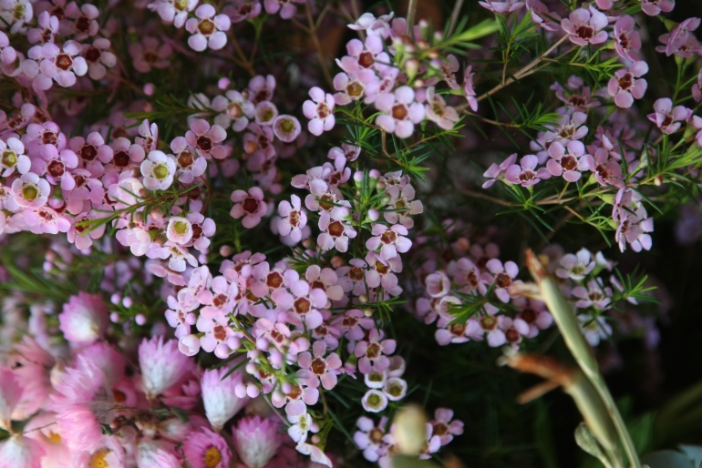 Wildflowers_event_1.jpg